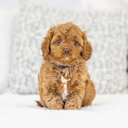 Adorable Cavapoo Puppies Ready For New Homes