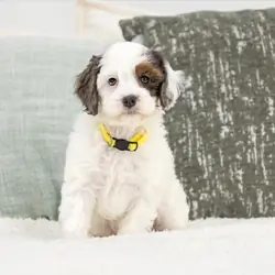 Beautiful Cavapoo Puppies Available for New Homes