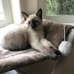 Siamese kitten for rehoming