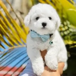 Maltipoo puppy