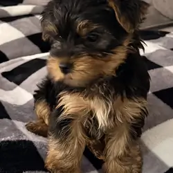 Beautiful AKC Yorkshire Terrier