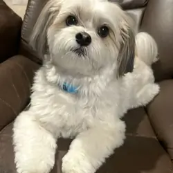 Adorable 1-Year-Old Shih Tzu – Friendly, Healthy