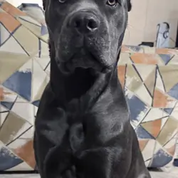 8 puppies of Italian Mastiff mix