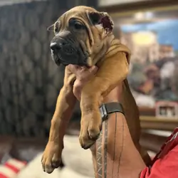 Cane Corso Puppies