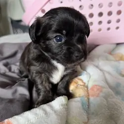 Pure chihuahua
