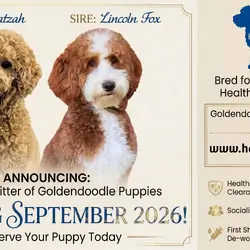 Goldendoodle Puppies