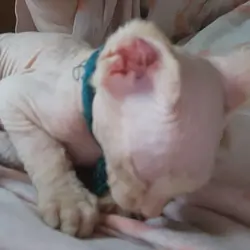 Sphynx kitten