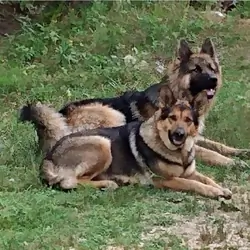 German Shepherd Puppy