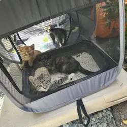 5 Kittens Available - Together or Separate