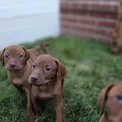 Vizsla Puppies