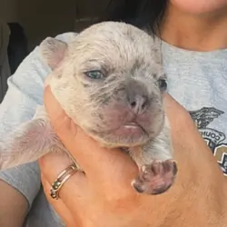 French Bulldog