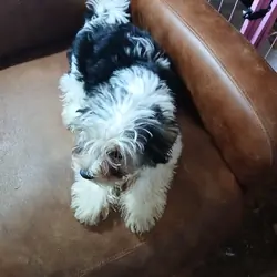 Biewer Terrier
