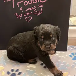 Rottweiler Pups