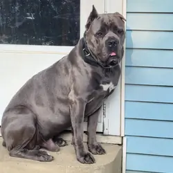 Cane Corso puppy pic of the litter. 419 618 1888