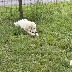 PYrador puppies and Great Pyrenees