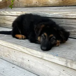 Puppies German shepherd