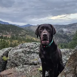 AKC Chocolate Labrador Stud