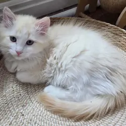 TICA registered Red Lynx bicolor cherubim ragdoll