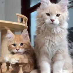 Maine coon kittens