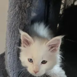 Maine coon Kittens