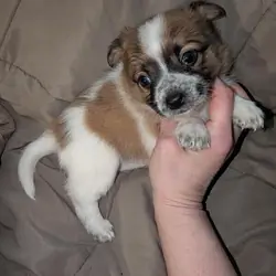 2 male Chihuahua