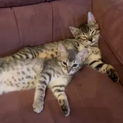 Kittens