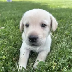 AKC Callie