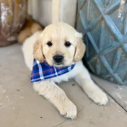 Golden Retrievers