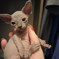 Sphynx kittens