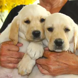 Labrador Retriever Puppies