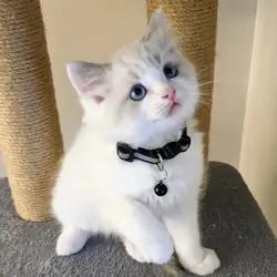 Adorable Home Raised Ragdoll Kittens