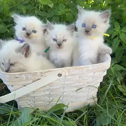 Beautiful GCCF champion ragdolls