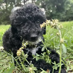 Mini Goldendoodle