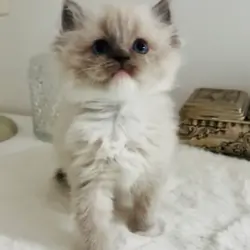 Champion line Ragdoll kittens ❤️😻