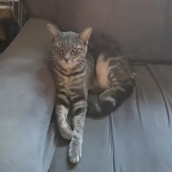 2 cats