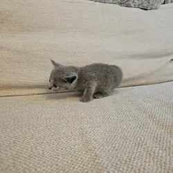 Russian Blue Kittens
