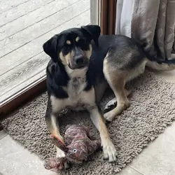 German Shepard Mix