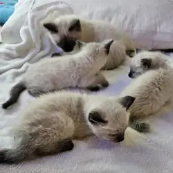 Siamese Kittens