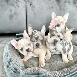 Adorable Purebred French Bulldog Puppy – Ready