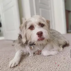 A Dog