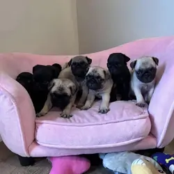 Adorable Pug Puppies Ready for Their Forever Homes