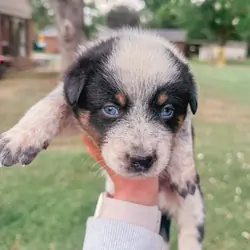 Texas heeler puppies