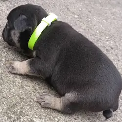 black tan frenchton