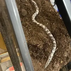 Male Albino Kenyan Sand Boa 2yr & Complete Setup