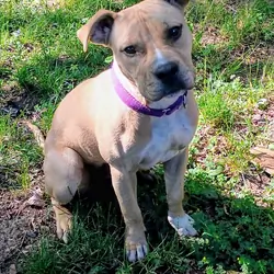Pitbull puppy