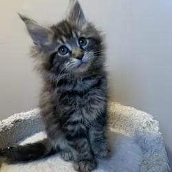 Maine coon Kittens