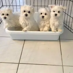 Adorable males and females Maltese pups for sale