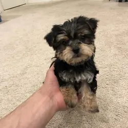 Gorgeous Tiny Teacup Yorkie pups available