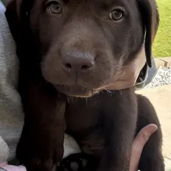 AKC pure bred chocolate lab