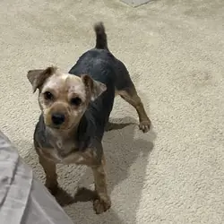 Male Yorkie